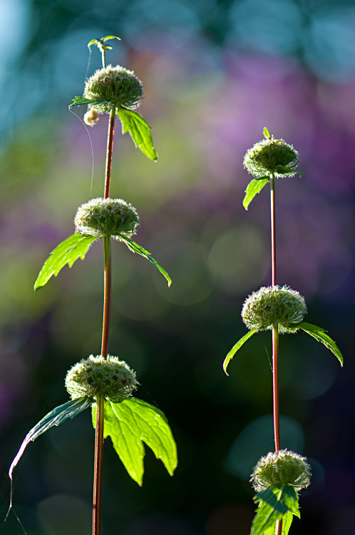 Phlomis tuberosa ´Amazone´ vor Clematis ´Superba´