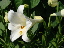 L_ longiflorum.JPG