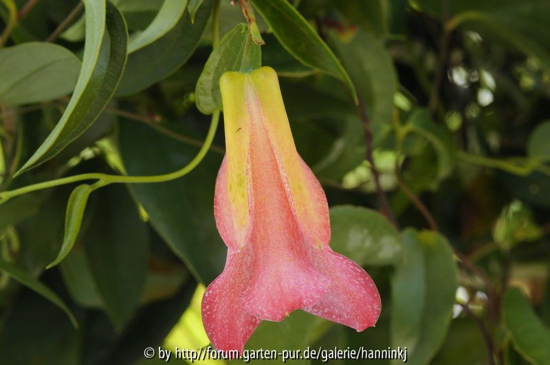 Lapageria x Philesia