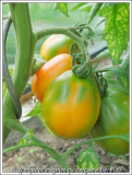 Beuteltomate.jpg