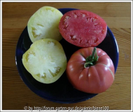 tomaten.jpg