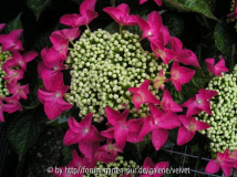 Hortensie Kardinal