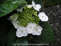 Horrtensie Libelle2.jpg