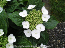 Hortensie macr. Libelle1