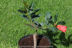 Camellia changii 2010 jung