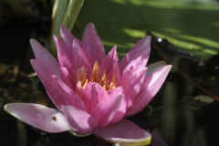 Seerose XII 2010 I