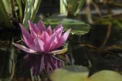 Seerose XII 2010 II