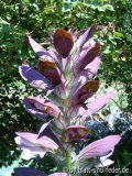 Acanthus 1