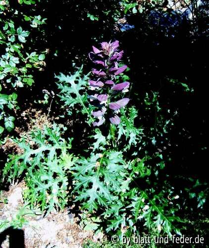 Acanthus 2