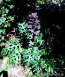 Acanthus 2
