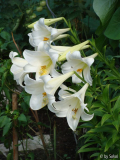 Lilium longiflorum (1).JPG