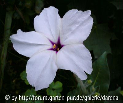 Mirabilis longiflora1
