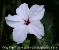 Mirabilis longiflora1