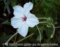 Mirabilis jalapa x longiflora2