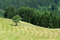 schwandenalm.jpg