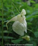 Impatiens noli-tangere, helle Form