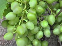 Arkadia Beeren 28.07.2010