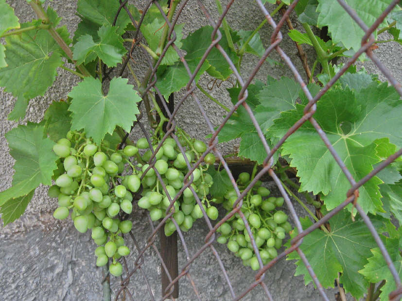 Arkadia 28.07.2010