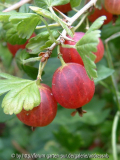 Stachelbeere-rot-1