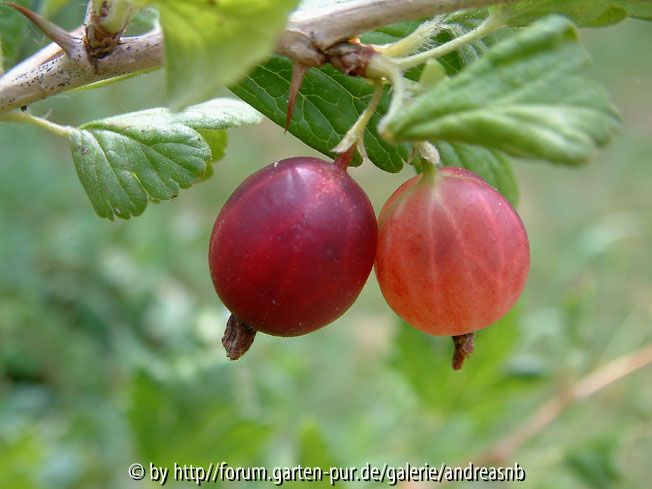 Stachelbeere-rot