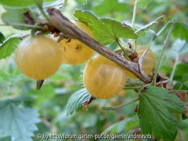 Stachelbeere-gelb