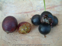Jostabeeren-Vergleich-1