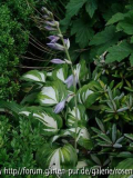 HostaGrünWeissBlüte2010