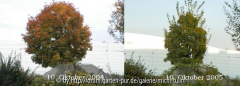 vergleichoktober0405kl.JPG