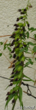 Epipactis helleborine Samenstand