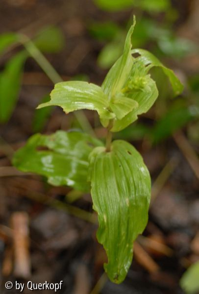Epipactis helleborine neben Buddleja