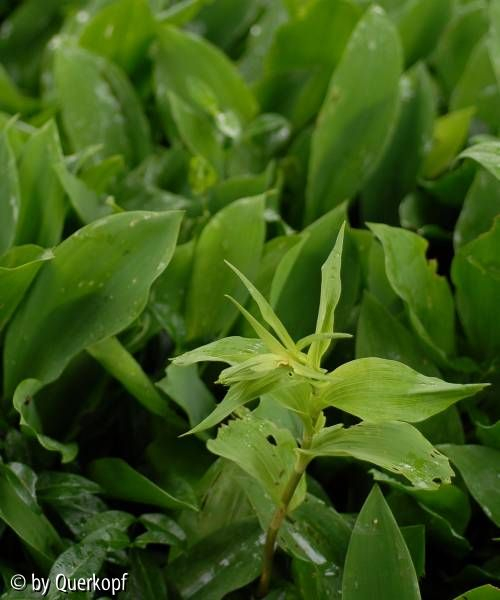 Epipactis helleborine zwischen Maiglöckchen