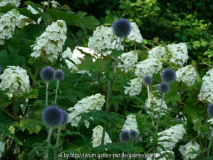 Hydrangea quercifolia + Echinops ritro