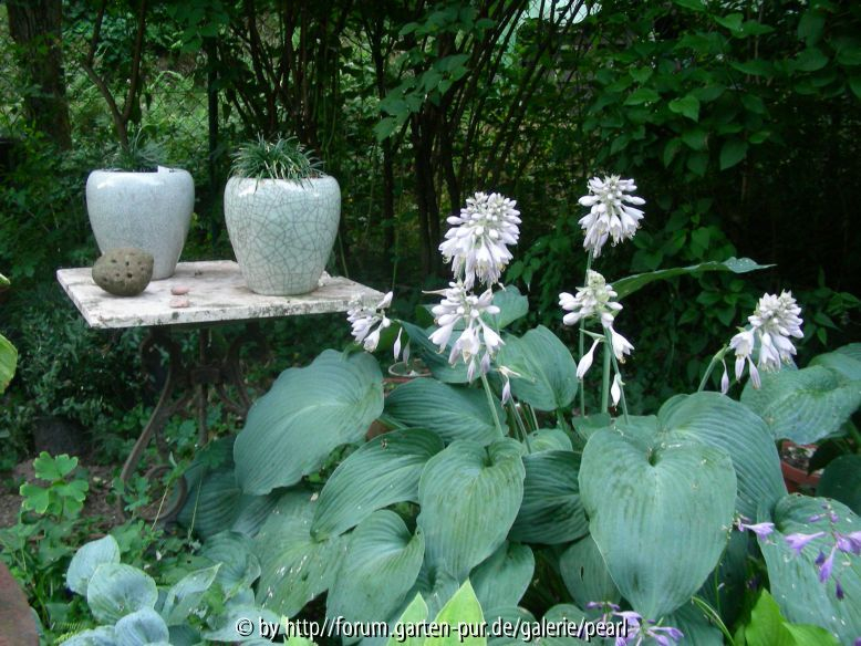 Hosta Blue Angel