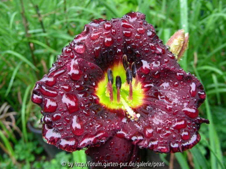 Cinderella_s Dark Side nach Regen 2010
