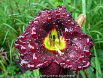 Cinderella_s Dark Side nach Regen 2010