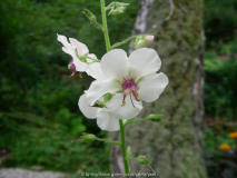 Verbascum blattaria 'Album'