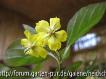 Unbekannt Blüte