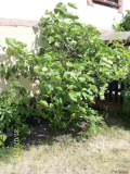 Feige Nexoe 31.07.2010