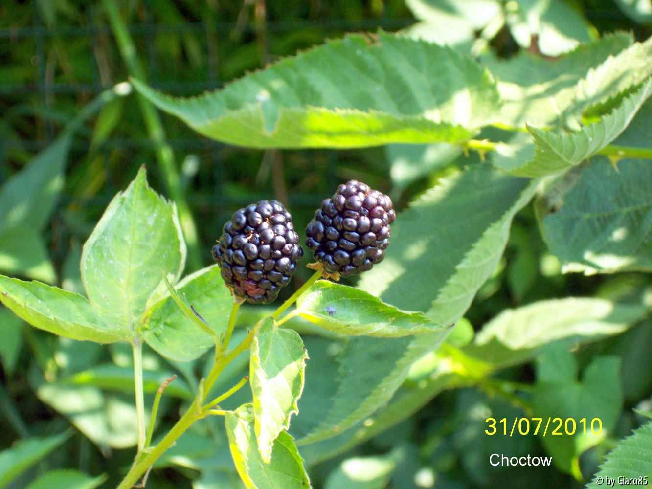 Reif 4 Wochen nach der Blüte - Choctow