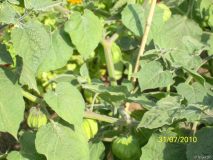 Beas DD 31.07.2010_2