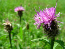 Schwarze Flockenblume