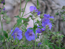 Geranium pratense 6
