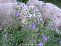Geranium pratense 5
