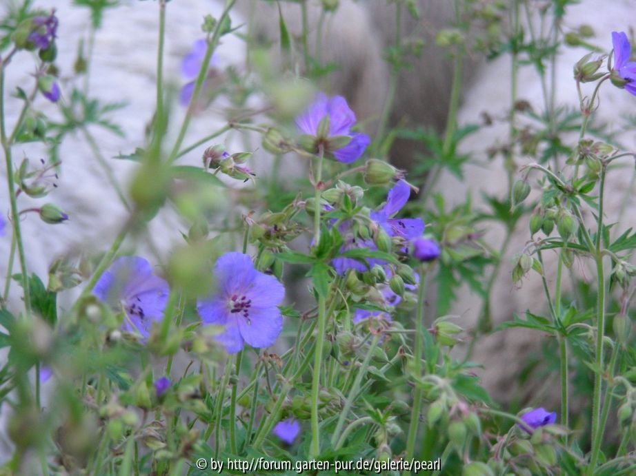 Geranium pratense 4