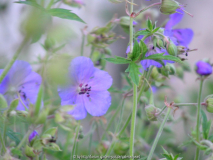 Geranium pratense 3