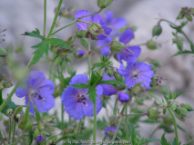 Geranium pratense 2
