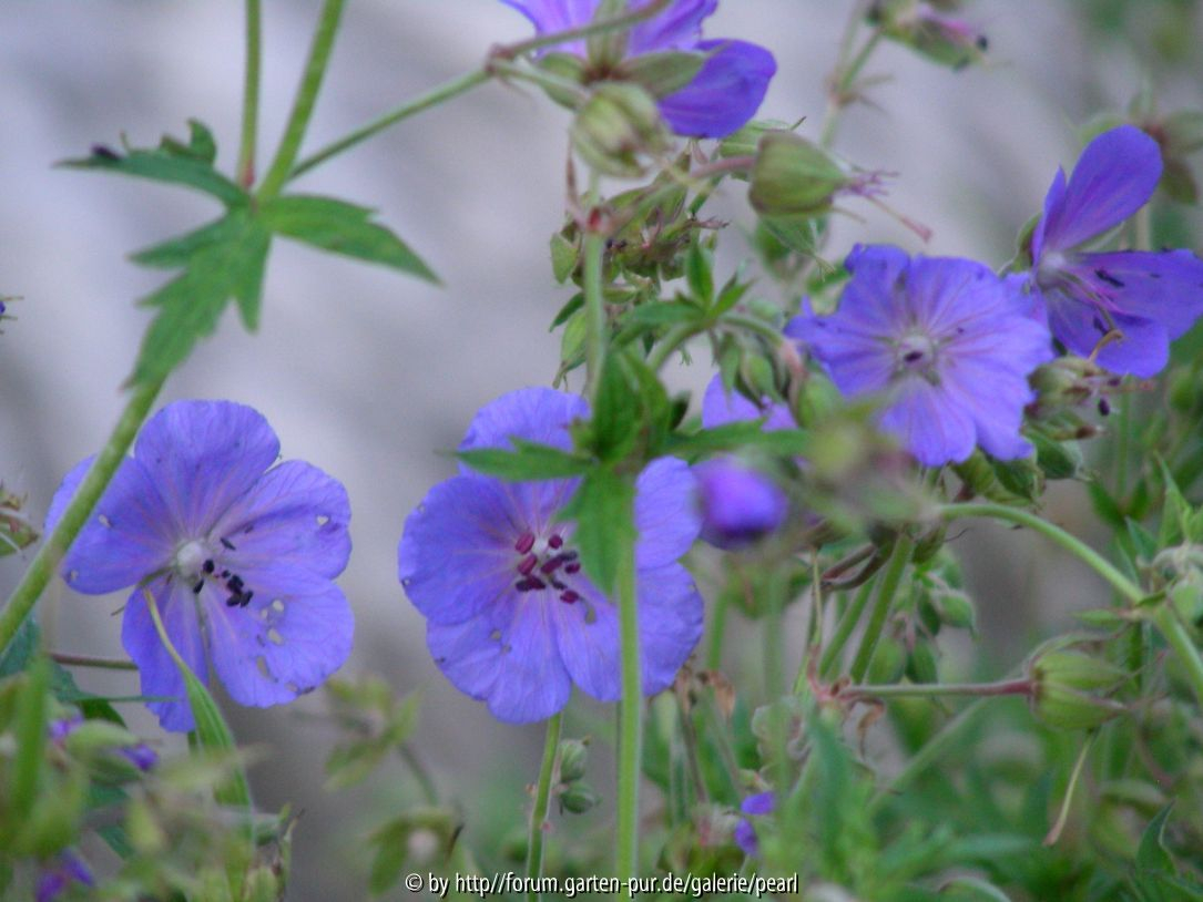 Geranium pratense 1