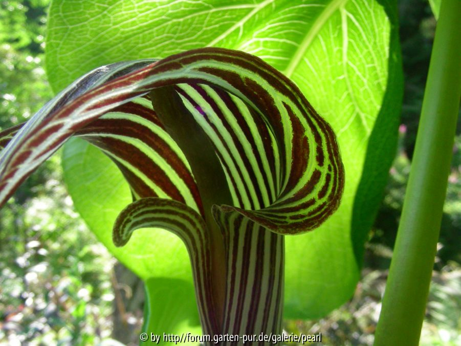 Arisaema fargesii näher