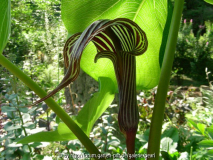 Arisaema fargesii