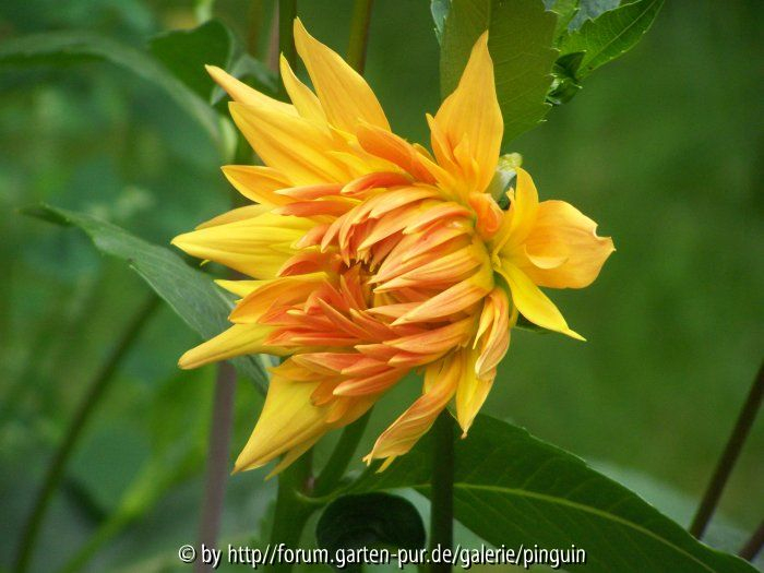 Dahlie Gold Crown